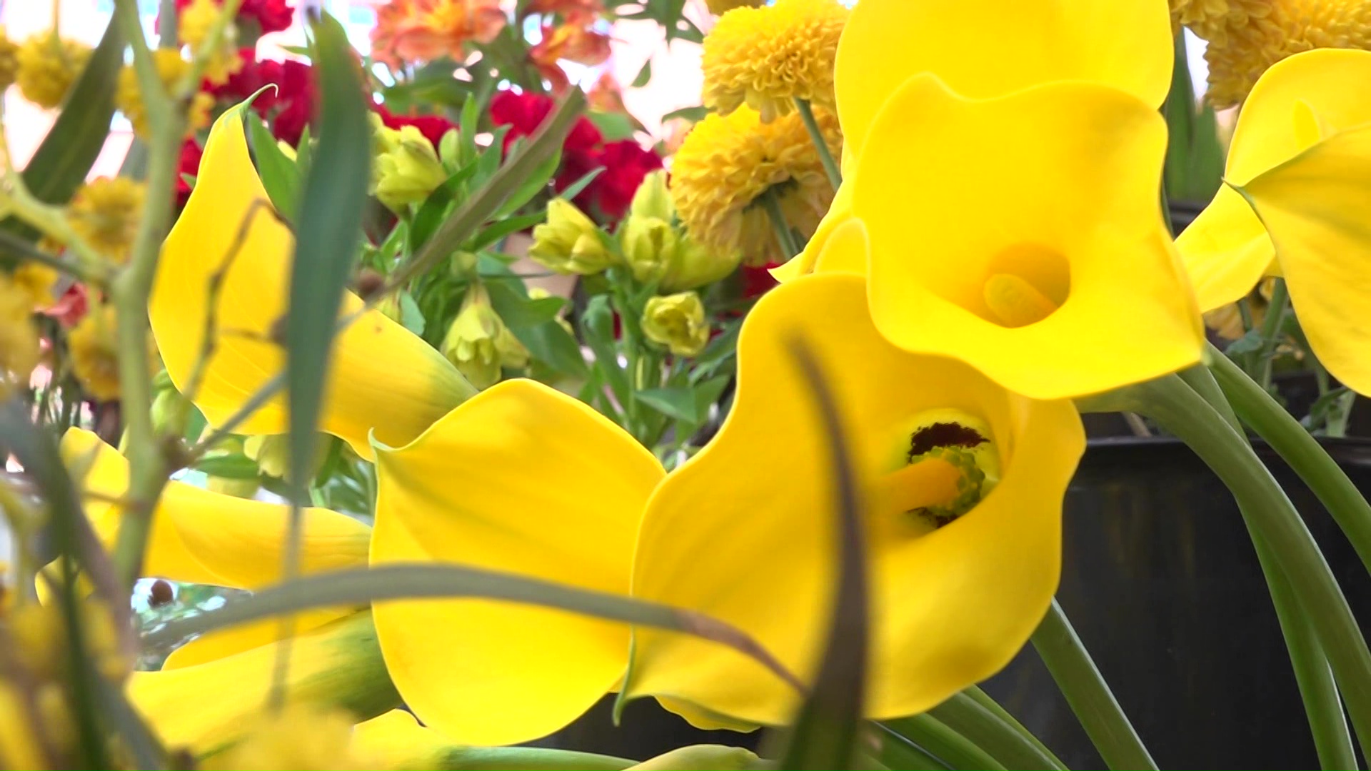 vlcsnap-2026-03-19-14h31m37s786