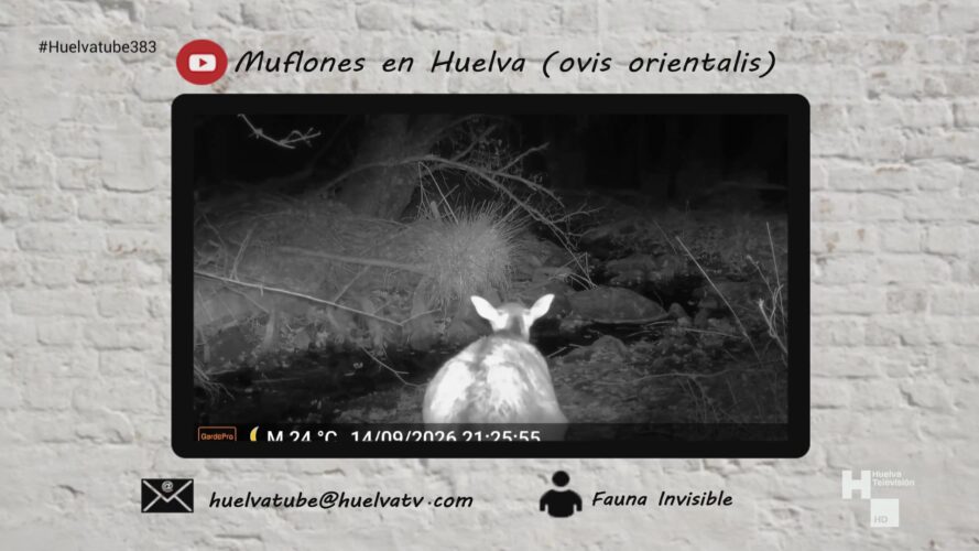 HuelvaTube 383 02-10-26